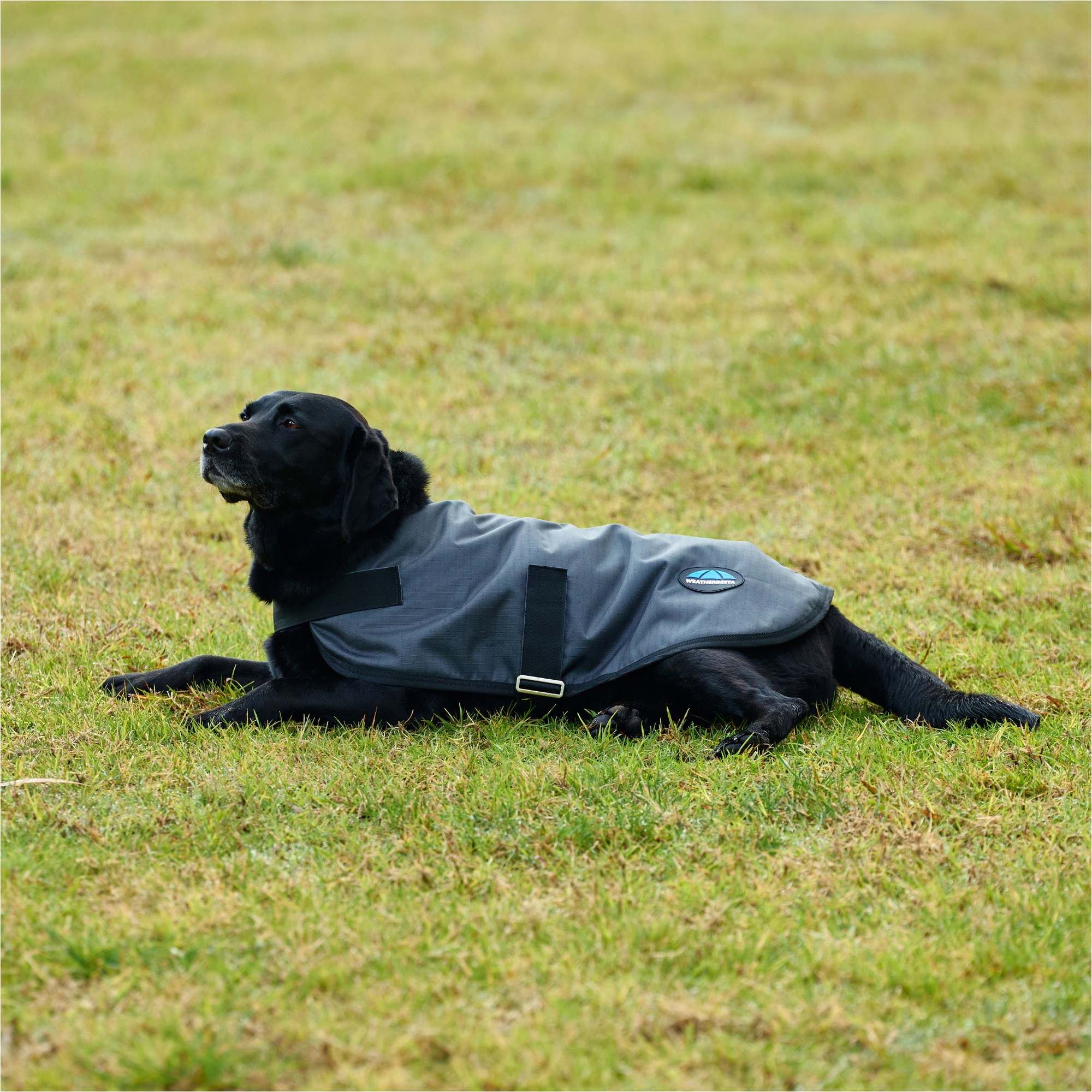 2025 Weatherbeeta Comfitec Classic Waterproof Dog Coat 1029048 - Charcoal